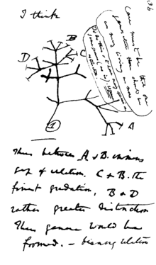 Primer esquema de Darwin de l'arbre de la vida.